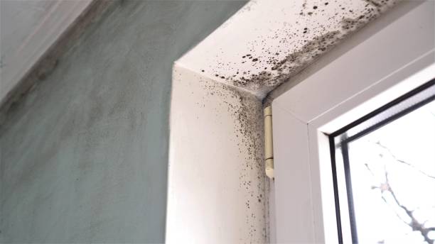 Best Mold Remediation  in Amherst, VA