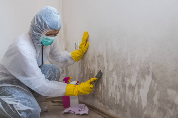 Best Home Mold Removal  in Amherst, VA