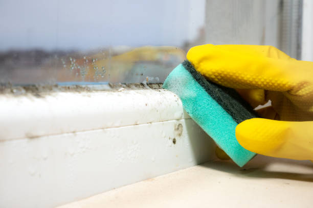 Best Fast Mold Removal  in Amherst, VA