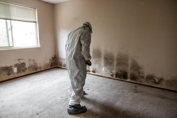 Home Mold Removal in Amherst, VA