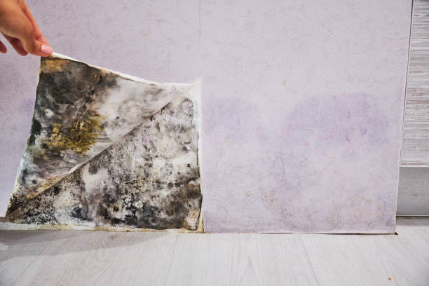 Best Office Mold Removal Services  in Amherst, VA